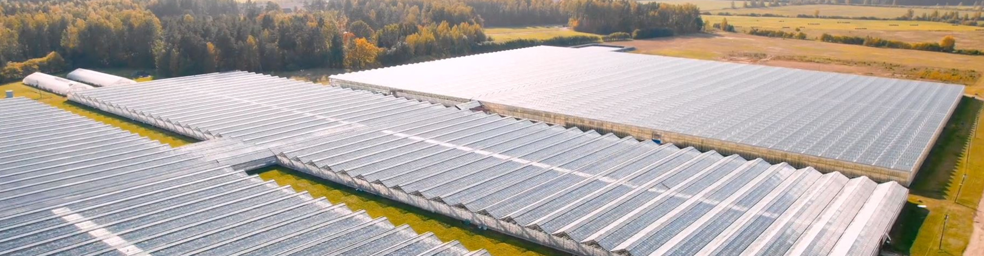 Aerial view of a commercial greenhouse complex associated with the cucumber project archive
